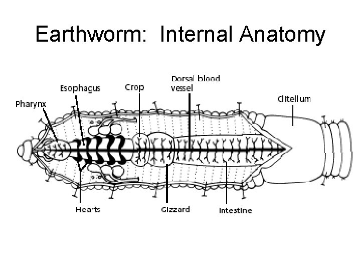 Earthworm: Internal Anatomy 