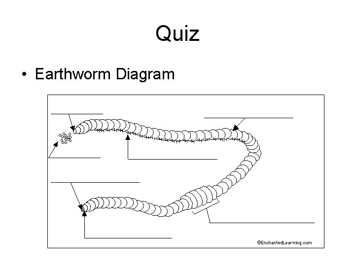 Quiz • Earthworm Diagram 