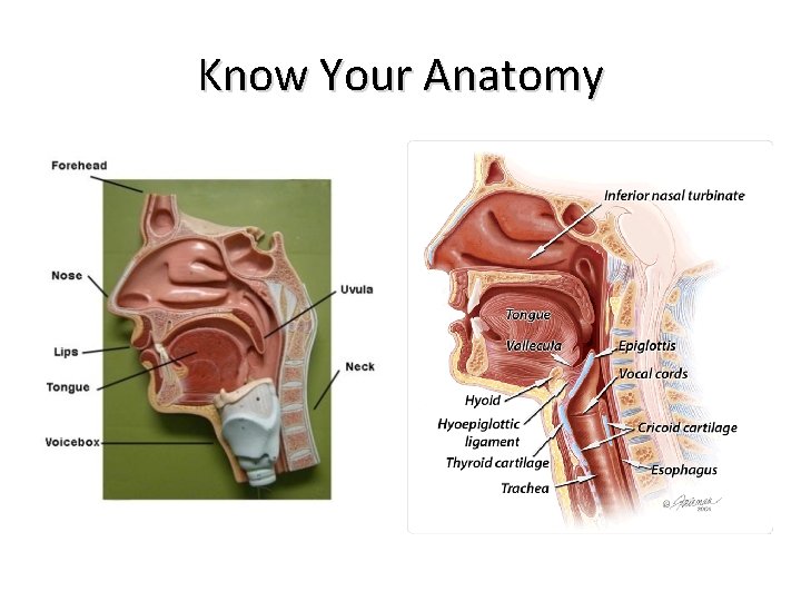 Know Your Anatomy 