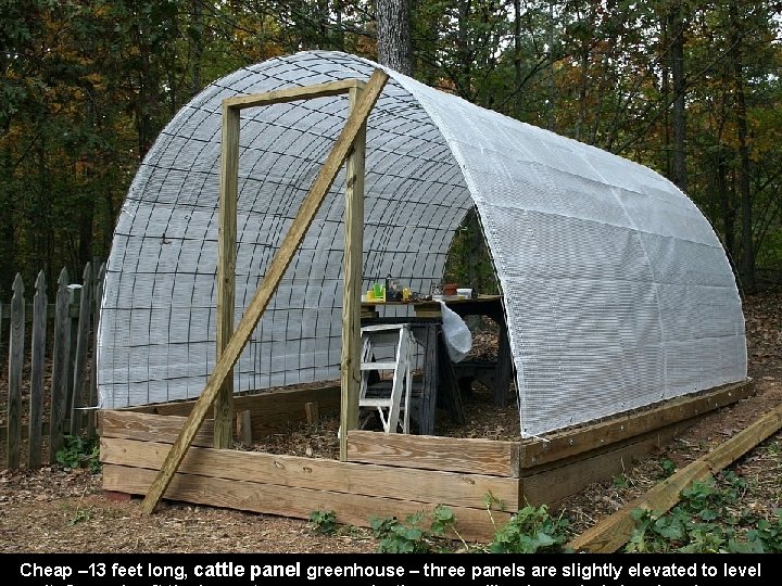 Cheap – 13 feet long, cattle panel greenhouse – three panels are slightly elevated