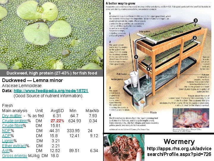 Duckweed, high protein (27 -43%) for fish food Duckweed — Lemna minor Araceae Lemnoideae