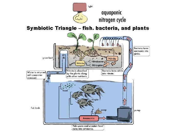 Symbiotic Triangle – fish. bacteria, and plants 