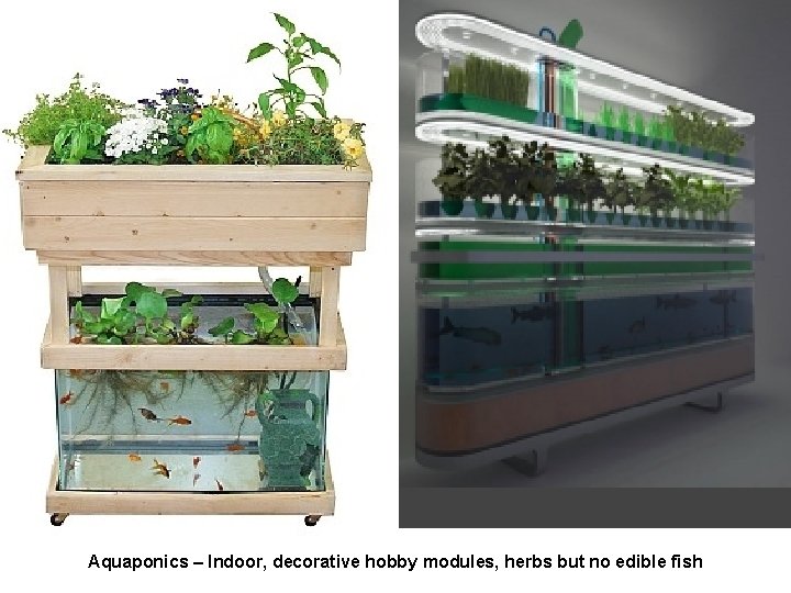 Aquaponics – Indoor, decorative hobby modules, herbs but no edible fish 