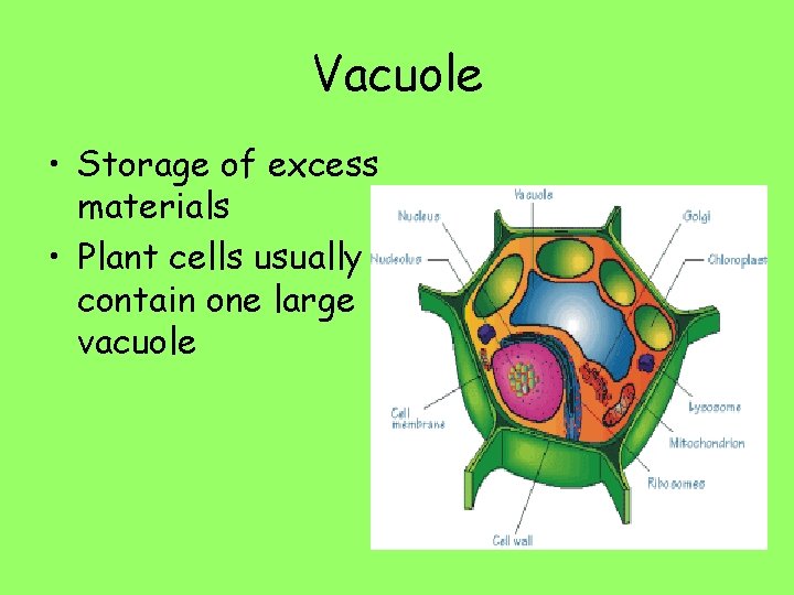 Vacuole • Storage of excess materials • Plant cells usually contain one large vacuole