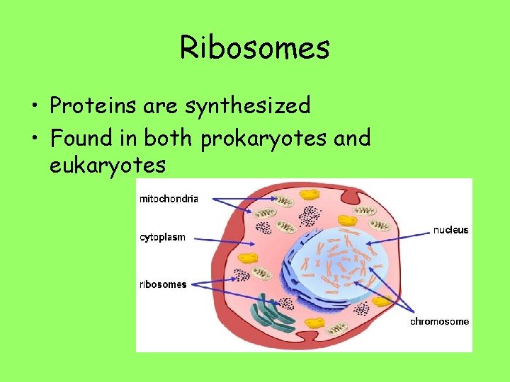 Ribosomes • Proteins are synthesized • Found in both prokaryotes and eukaryotes 