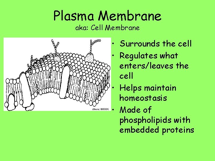 Plasma Membrane aka: Cell Membrane • Surrounds the cell • Regulates what enters/leaves the