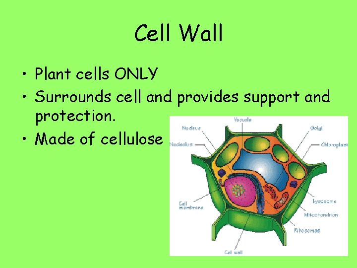 Cell Wall • Plant cells ONLY • Surrounds cell and provides support and protection.