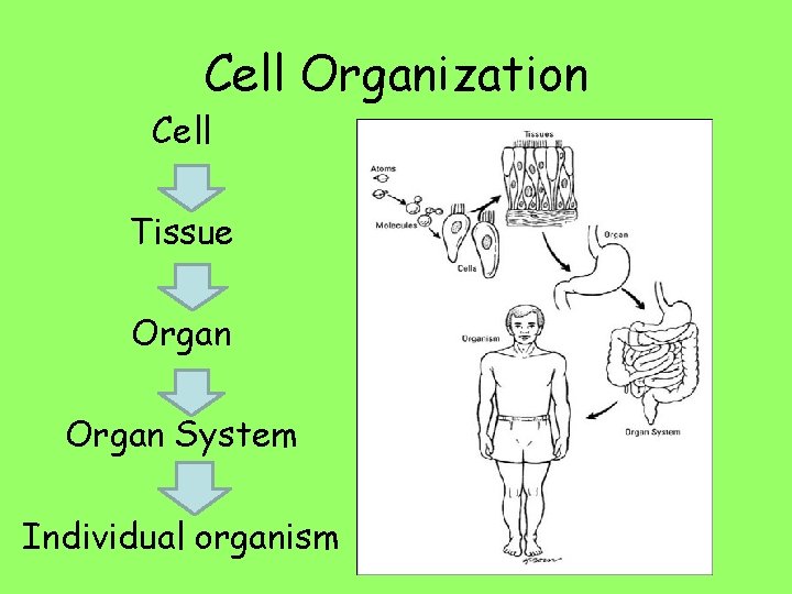 Cell Organization Cell Tissue Organ System Individual organism 