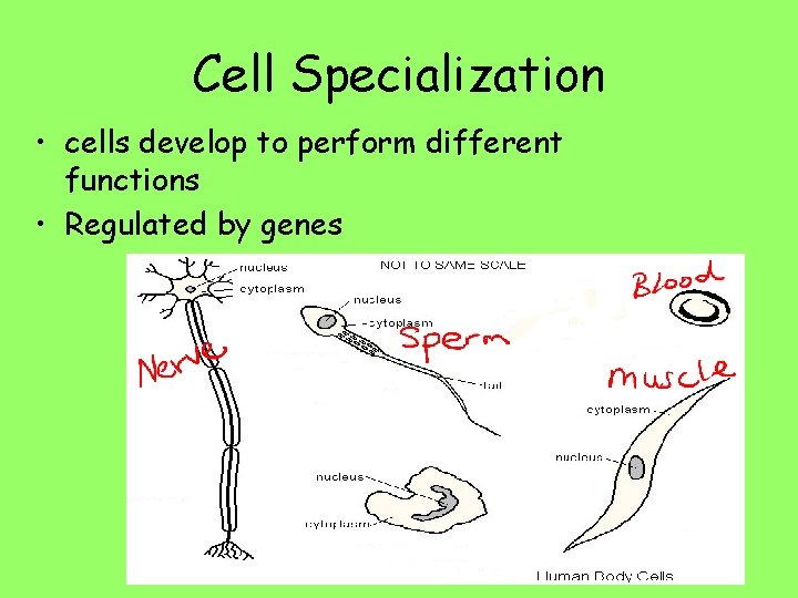 Cell Specialization • cells develop to perform different functions • Regulated by genes 