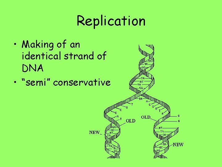 Replication • Making of an identical strand of DNA • “semi” conservative 