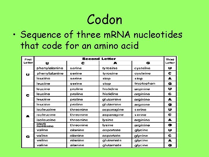 Codon • Sequence of three m. RNA nucleotides that code for an amino acid