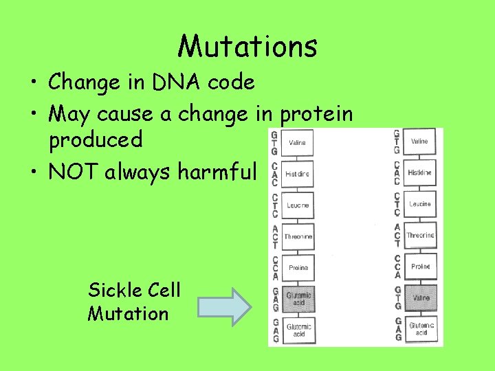 Mutations • Change in DNA code • May cause a change in protein produced