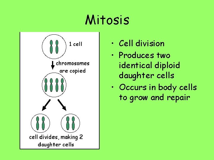 Mitosis • Cell division • Produces two identical diploid daughter cells • Occurs in