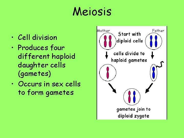 Meiosis • Cell division • Produces four different haploid daughter cells (gametes) • Occurs