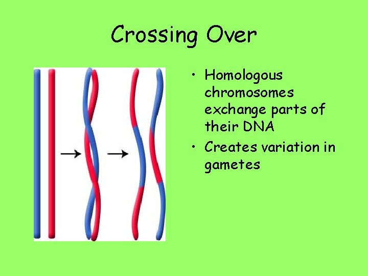 Crossing Over • Homologous chromosomes exchange parts of their DNA • Creates variation in