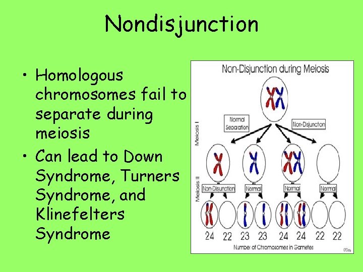 Nondisjunction • Homologous chromosomes fail to separate during meiosis • Can lead to Down