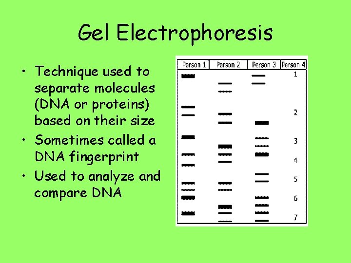 Gel Electrophoresis • Technique used to separate molecules (DNA or proteins) based on their