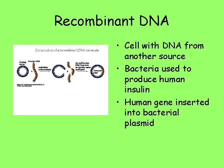 Recombinant DNA • Cell with DNA from another source • Bacteria used to produce