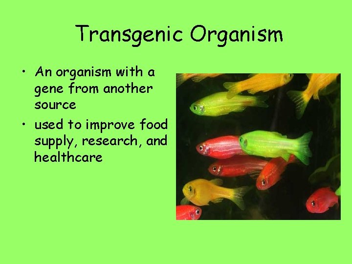 Transgenic Organism • An organism with a gene from another source • used to