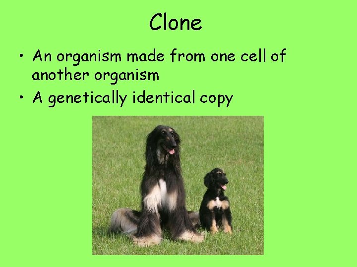 Clone • An organism made from one cell of another organism • A genetically