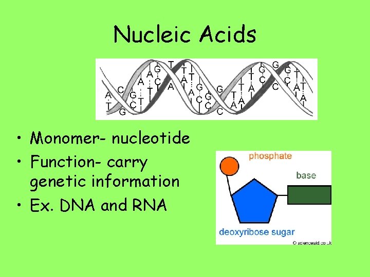 Nucleic Acids • Monomer- nucleotide • Function- carry genetic information • Ex. DNA and