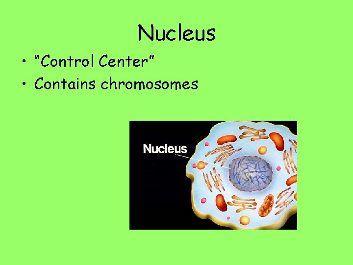 Nucleus • “Control Center” • Contains chromosomes 