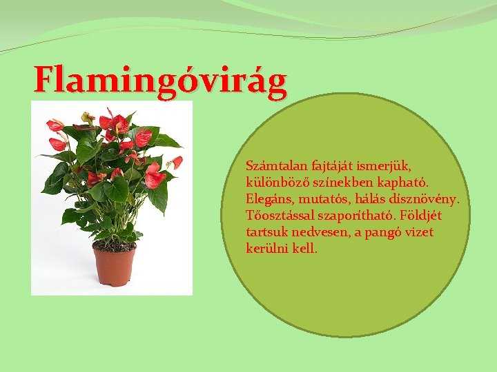 Flamingóvirág Számtalan fajtáját ismerjük, különböző színekben kapható. Elegáns, mutatós, hálás dísznövény. Tőosztással szaporítható. Földjét