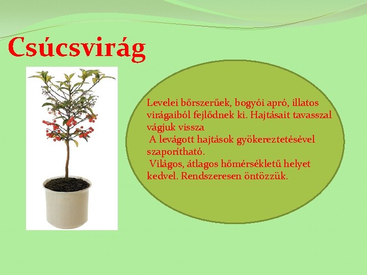 Csúcsvirág Levelei bőrszerűek, bogyói apró, illatos virágaiból fejlődnek ki. Hajtásait tavasszal vágjuk vissza A