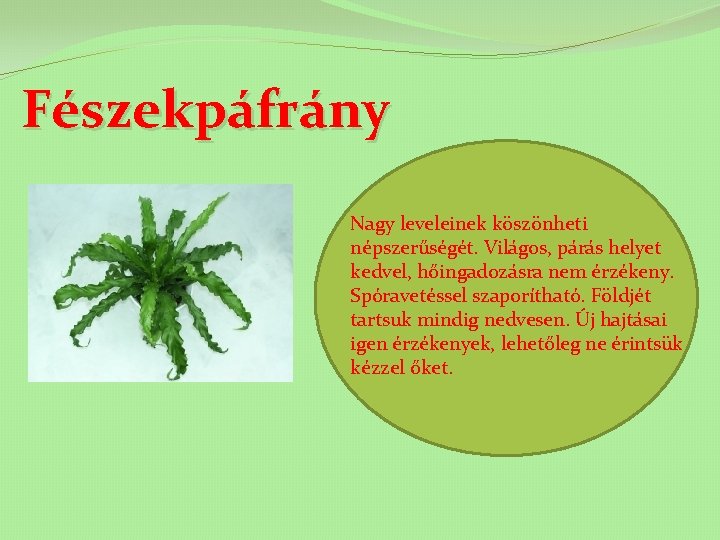 Fészekpáfrány Nagy leveleinek köszönheti népszerűségét. Világos, párás helyet kedvel, hőingadozásra nem érzékeny. Spóravetéssel szaporítható.