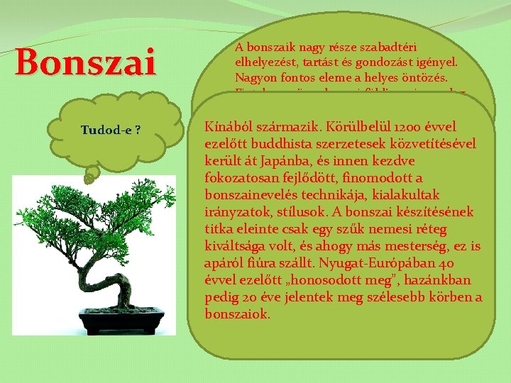 Bonszai Tudod-e ? A bonszaik nagy része szabadtéri elhelyezést, tartást és gondozást igényel. Nagyon