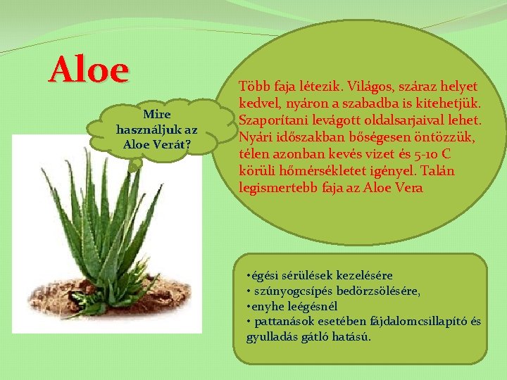 Aloe Mire használjuk az Aloe Verát? Több faja létezik. Világos, száraz helyet kedvel, nyáron