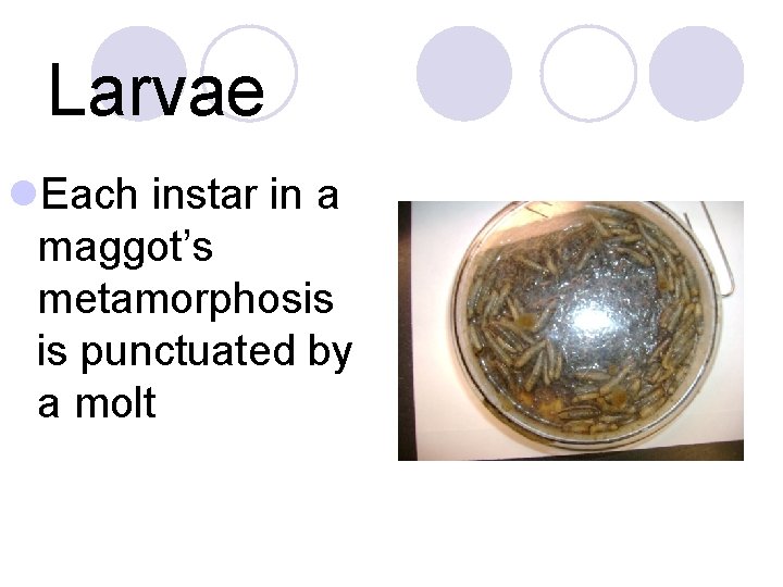 Larvae l. Each instar in a maggot’s metamorphosis is punctuated by a molt 
