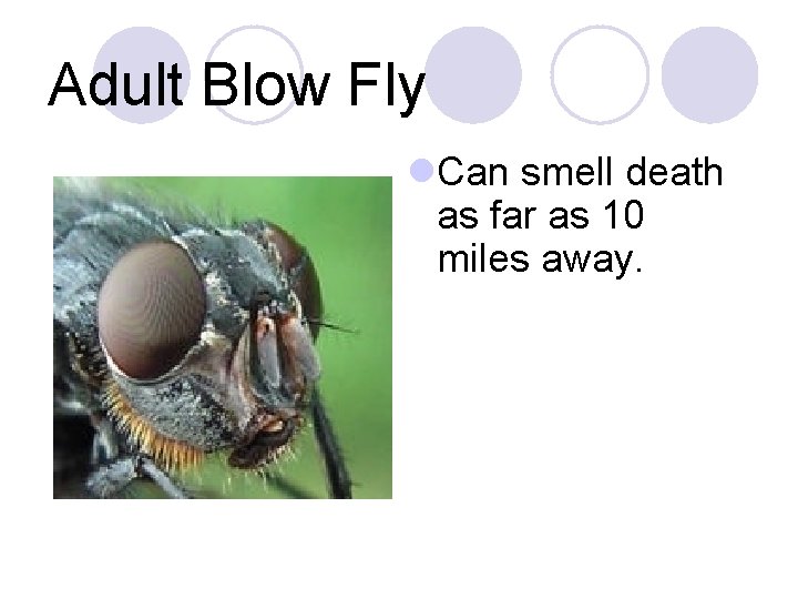 Adult Blow Fly l. Can smell death as far as 10 miles away. 