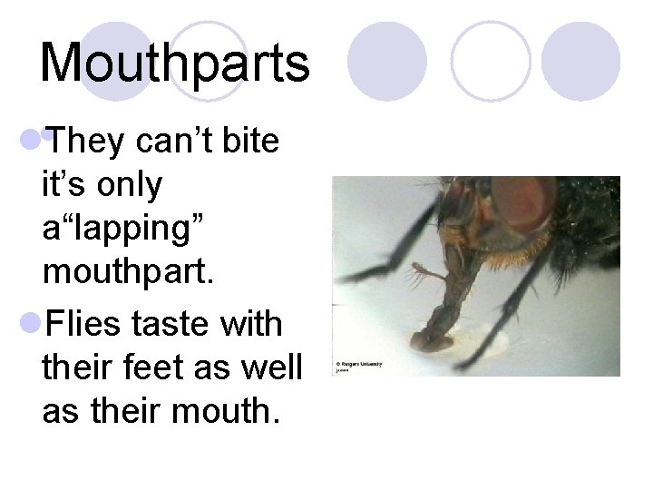 Mouthparts ll. They can’t bite it’s only a“lapping” mouthpart. l. Flies taste with their