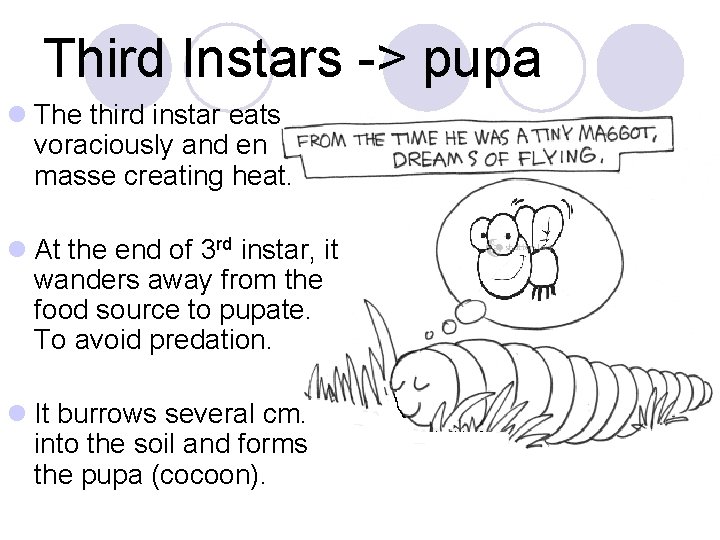 Third Instars -> pupa l The third instar eats voraciously and en masse creating