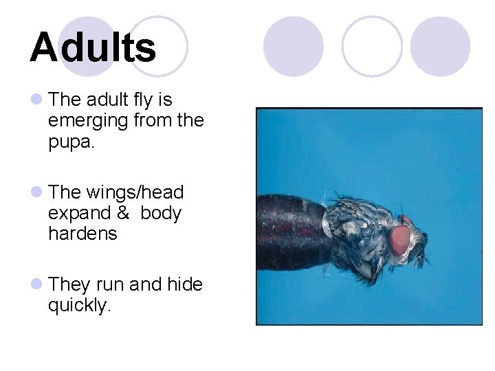 Adults l The adult fly is emerging from the pupa. l The wings/head expand