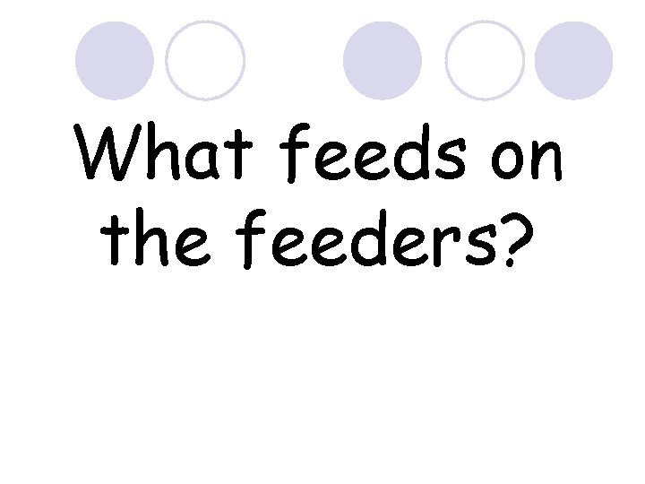 What feeds on the feeders? 