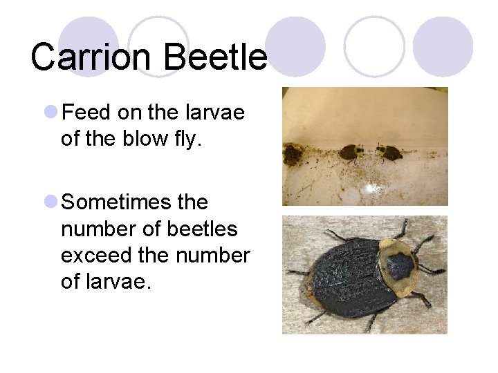 Carrion Beetle l Feed on the larvae of the blow fly. l Sometimes the
