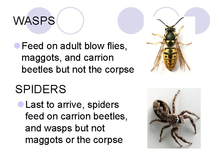 WASPS l Feed on adult blow flies, maggots, and carrion beetles but not the