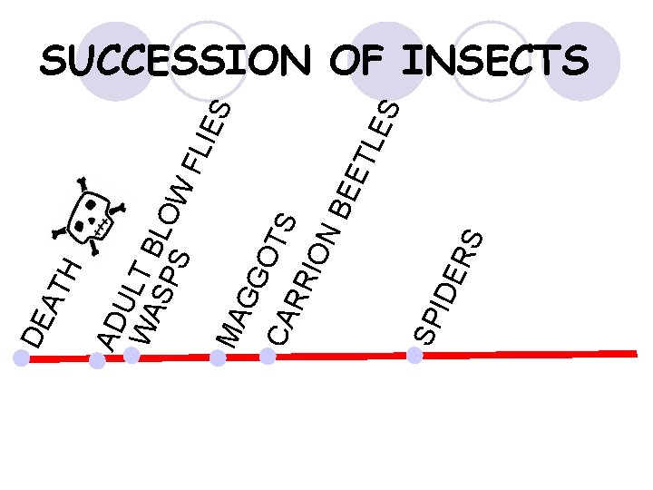 S ER PID l. S FL ES IES TL EE AG l C GOT