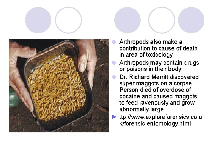 l Arthropods also make a contribution to cause of death in area of toxicology