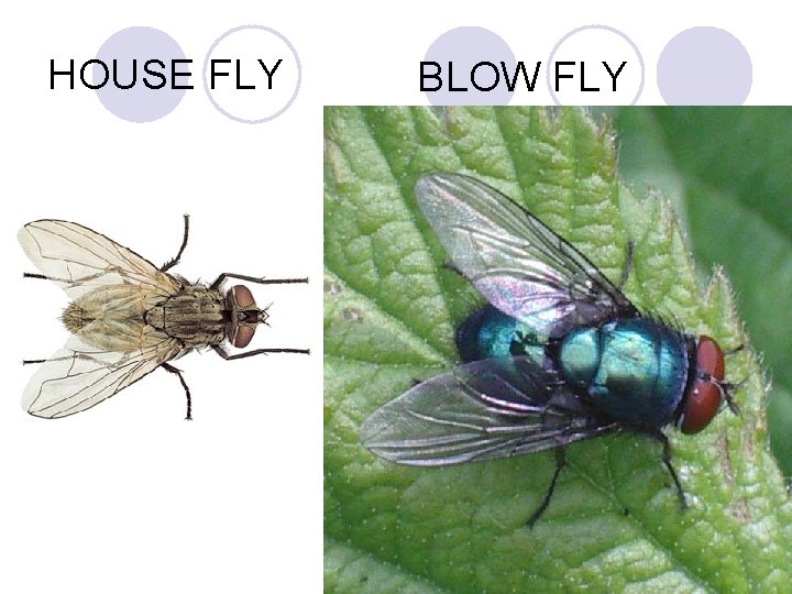 HOUSE FLY BLOW FLY 