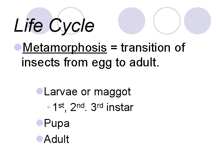 Life Cycle l. Metamorphosis = transition of insects from egg to adult. l. Larvae