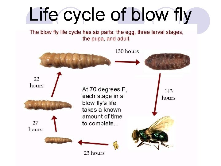 Life cycle of blow fly 