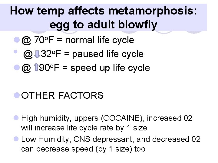 How temp affects metamorphosis: egg to adult blowfly l @ 70 o. F =