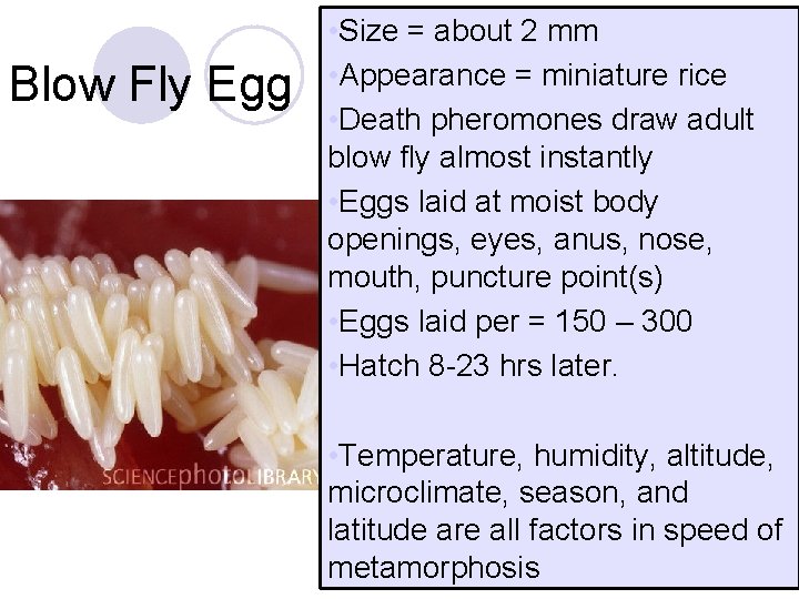 Blow Fly Egg • Size = about 2 mm • Appearance = miniature rice