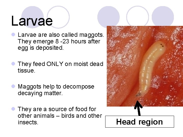 Larvae l Larvae are also called maggots. They emerge 8 -23 hours after egg