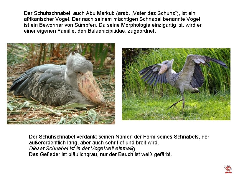 Der Schuhschnabel, auch Abu Markub (arab. „Vater des Schuhs“), ist ein afrikanischer Vogel. Der