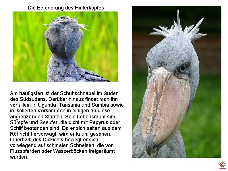 Die Befederung des Hinterkopfes Am häufigsten ist der Schuhschnabel im Süden des Südsudans. Darüber