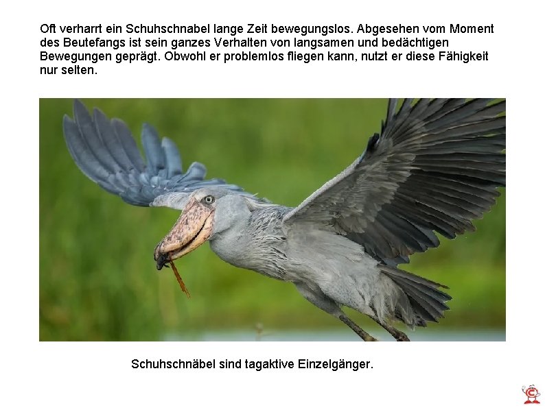 Oft verharrt ein Schuhschnabel lange Zeit bewegungslos. Abgesehen vom Moment des Beutefangs ist sein